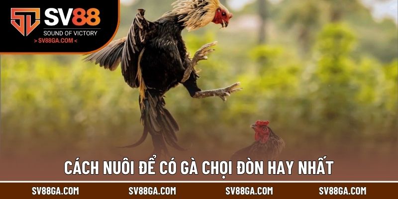 Cách nuôi để có gà chọi đòn hay nhất