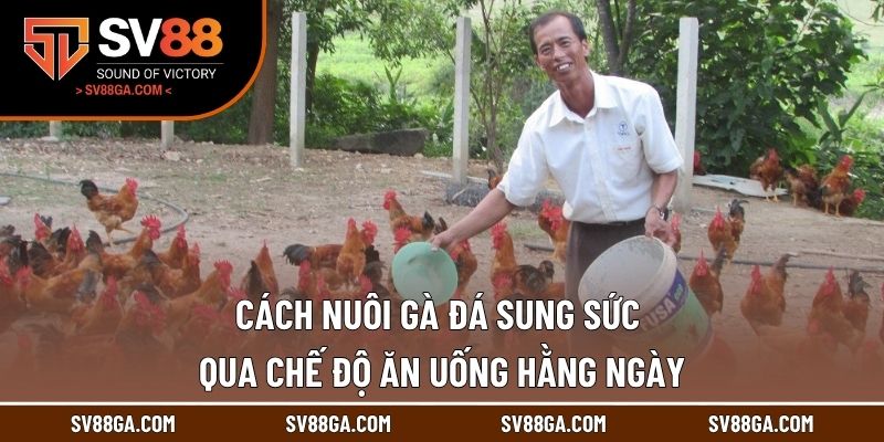 Cách nuôi gà đá sung sức qua chế độ ăn uống hằng ngày