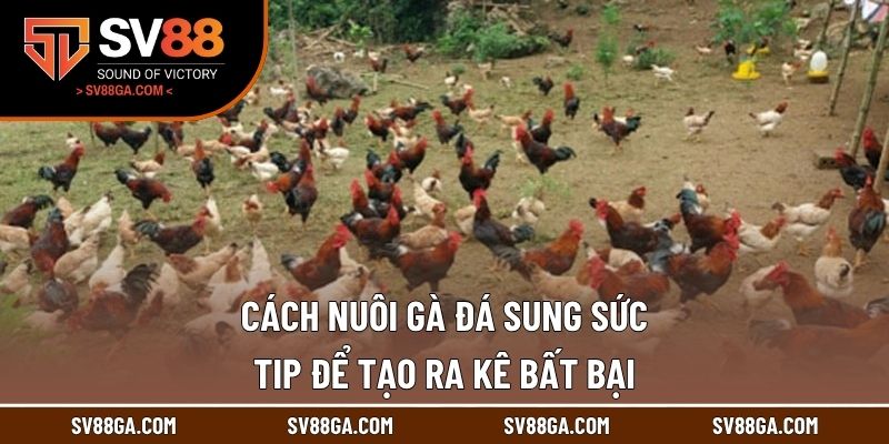 Cách Nuôi Gà Đá Sung Sức - Tip Để Tạo Ra Kê Bất Bại