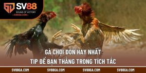 Gà Chọi Đòn Hay Nhất - Tip Để Bạn Thắng Trong Tích Tắc