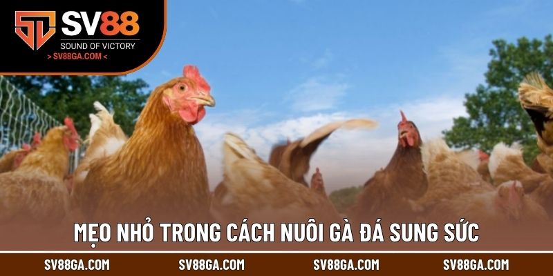 Mẹo nhỏ trong cách nuôi gà đá sung sức