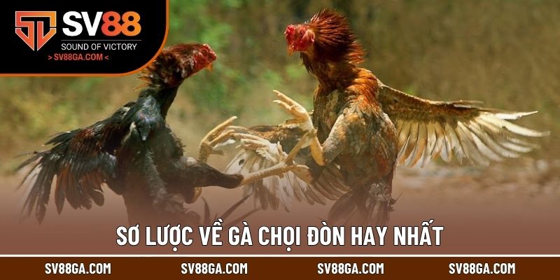 Sơ lược về gà chọi đòn hay nhất