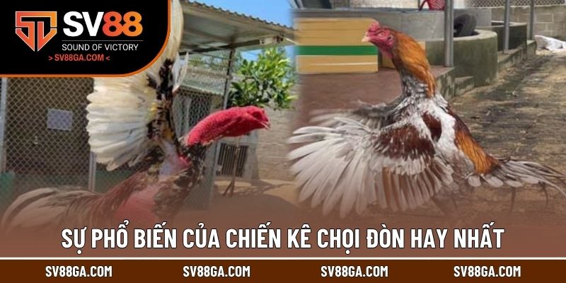 Sự phổ biến của chiến kê chọi đòn hay nhất